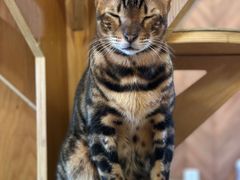 -MOCHA明星猫咖(田子坊店)
