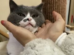 -滚猫咖啡·猫咖·猫友好撸猫(未来城店)