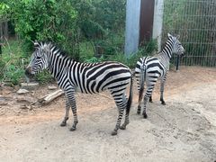 -清迈夜间动物园