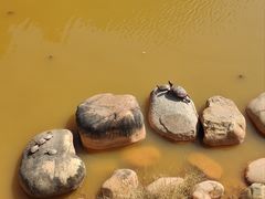 -大亚湾红树林城市湿地公园
