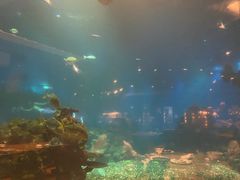-海棠湾洲际-涛·海底餐厅·美人鱼·自助餐·海底隧道