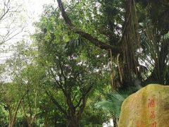 -深圳国际园林花卉博览园