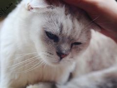 -猫猫幼稚园·撸猫·桌游·电玩