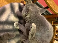 -猫色咖啡·猫咖