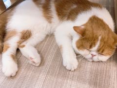 -飞行喵MR PILOT|猫舍·猫咖(静安大融城店)