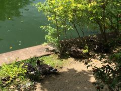 -九龙公园