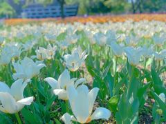 -长春公园(普阳街道)