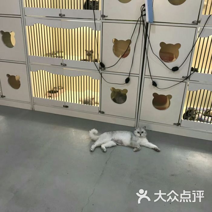 喵zoo家庭繁育猫舍图片-北京购宠-大众点评网