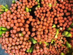 -双季花艺园艺市场(浦东店)