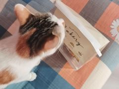 -美联众合宠物医院·爱萌分院·内外科·猫科中心