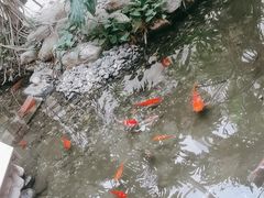 -顺峰·粤菜海鲜·早茶自助(阜成店)