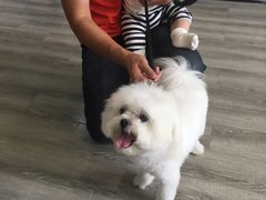 -翊宠yipet猫狗购宠庄园犬舍•猫舍