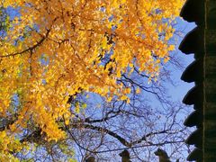-潭柘寺景区