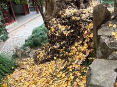 -秋霞圃