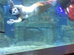 -石家庄极地海洋世界