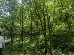 -牛背梁国家森林公园