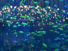 -亚特兰蒂斯•OSSIANO奥西亚诺海底餐厅
