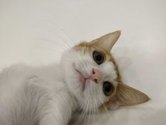 -瑞鹏宠物医院·骨科·猫科·内科(第一中心)