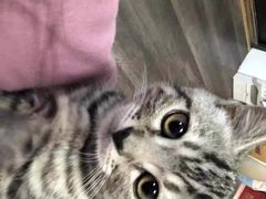 -猫尾侦探俱乐部·剧本杀·狼人杀