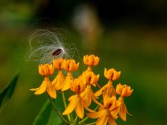 -中国科学院华南植物园