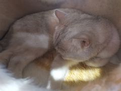 -藏猫猫咖啡主题馆(中央大道店)