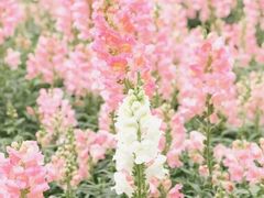 -天适樱花悠乐园