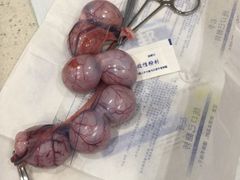 -伟伟宠物医院·CT影像中心·瑞派犬猫综合性门诊(汉口总院)