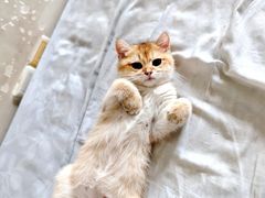 -lincat·猫舍(广州店)