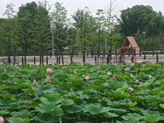 -苏州上方山国家森林公园