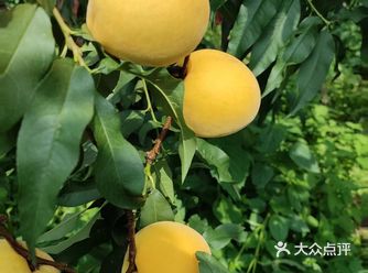 爱心]爱心]妈妈家的桃园环绕在青山绿水间，山上种满了