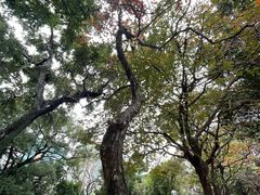 -九龙公园