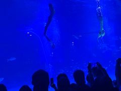 -烟台海昌鲸鲨海洋公园