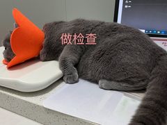 -伟伟宠物医院·瑞派猫友好医院·猫科(光谷店)