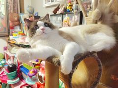 -达爱动物医院·犬猫分区·CT·复杂眼科(远洋山水分院)