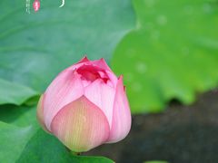 -荷塘月色湿地公园·向阳花洲