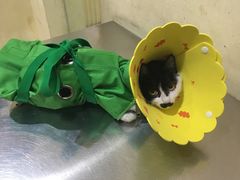 -米苏动物医院·犬猫专科·骨科外科内窥镜