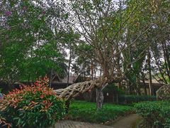 -瑞丽独树成林风景区