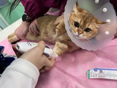 -北京观赏动物医院·24小时大型综合·猫专科·异宠专科
