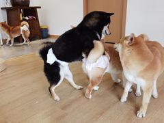 -南京Hallo宠物乐园·哈罗犬舍·柴犬繁育基地