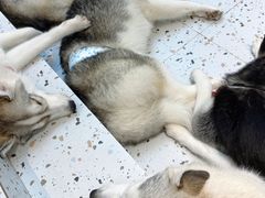 -Husky Go!哈士奇体验馆·宠物咖啡厅狗咖