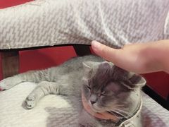 -猫色咖啡·猫咖