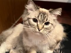 -芭比堂宠物医院·全科爱猫医院·仁德分院