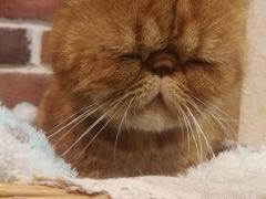 -猫友咖啡店(玉林西路店)