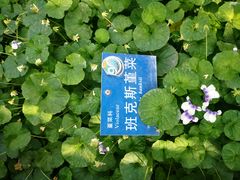 -国家植物园南园