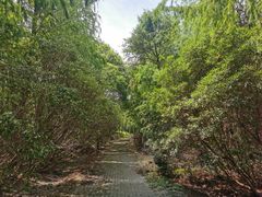 -上海海湾国家森林公园