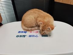 -伟伟宠物医院·CT影像中心·瑞派犬猫综合性门诊(汉口总院)