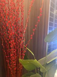 -花隐瑜伽·普拉提·红绳
