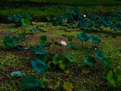 -靖西鹅泉风景区