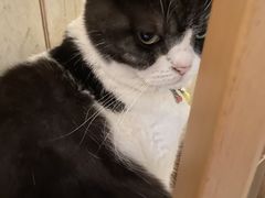 -海边的猫和咖啡馆