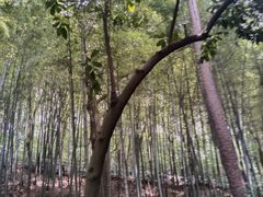 -苏州上方山国家森林公园